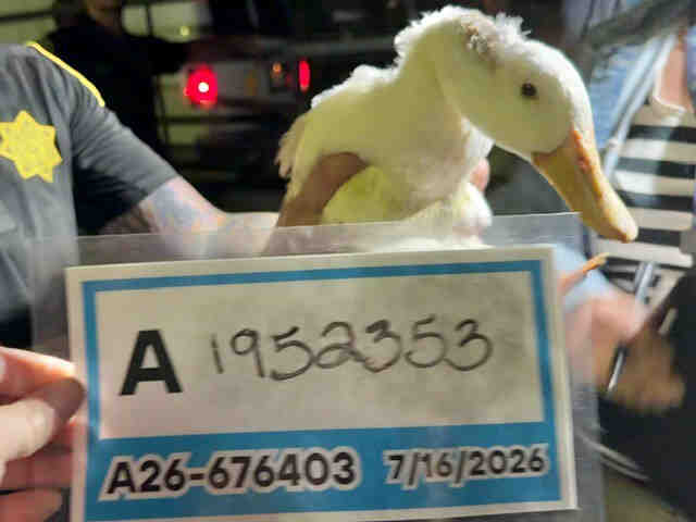 Shelter Stray Unknown Bird last seen , 5821 Sweetwater Rd, Bonita, CA 91902, USA