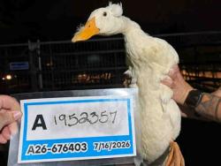 Shelter Stray Unknown Bird last seen , 5821 Sweetwater Rd, Bonita, CA 91902, USA
