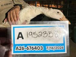 Shelter Stray Unknown Bird last seen , 5821 Sweetwater Rd, Bonita, CA 91902, USA