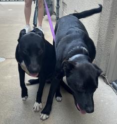 Found/Stray Male Dog last seen Bastanchury and Humboldt Ln, Yorba Linda, CA 92886