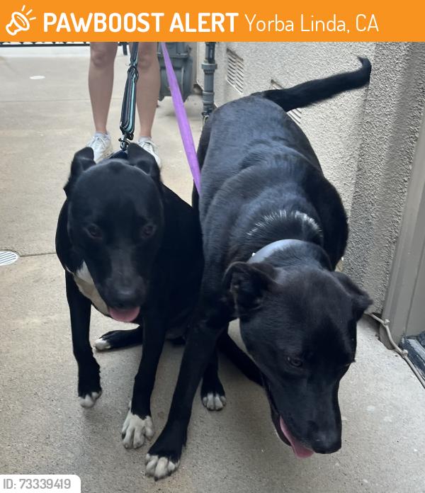 Found/Stray Male Dog last seen Bastanchury and Humboldt Ln, Yorba Linda, CA 92886