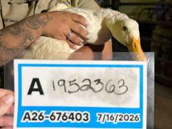 Shelter Stray Unknown Bird last seen , 5821 Sweetwater Rd, Bonita, CA 91902, USA