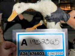 Shelter Stray Unknown Bird last seen , 5821 Sweetwater Rd, Bonita, CA 91902, USA