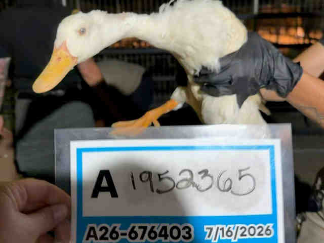 Shelter Stray Unknown Bird last seen , 5821 Sweetwater Rd, Bonita, CA 91902, USA