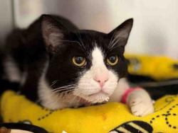 Shelter Stray Male Cat last seen RAMONA, 5821 Sweetwater Rd, Bonita, CA 91902, USA