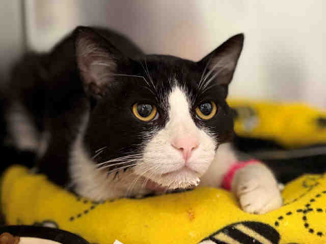 Shelter Stray Male Cat last seen RAMONA, 5821 Sweetwater Rd, Bonita, CA 91902, USA