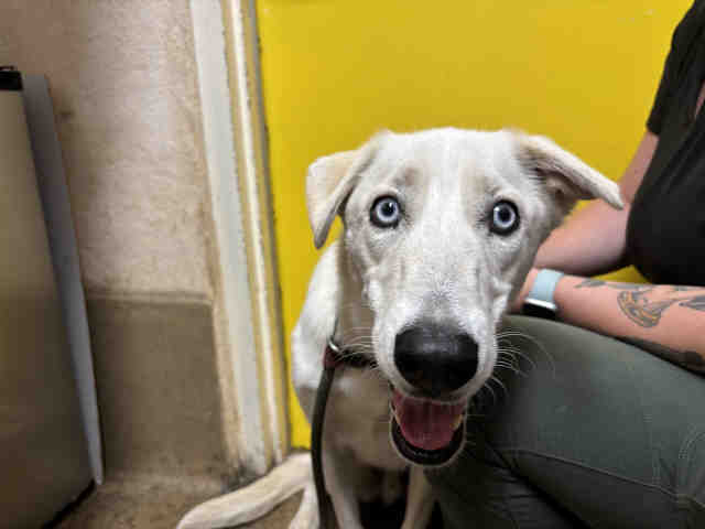Shelter Stray Male Dog last seen DEERHORN VALLEY RD, 5821 Sweetwater Rd, Bonita, CA 91902, USA