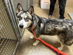 Shelter Stray Female Dog last seen BARONA CASINO, 5821 Sweetwater Rd, Bonita, CA 91902, USA