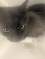 Shelter Stray Unknown Cat last seen Near BLOCK E COLORADO AVE, AURORA CO 80017 5122, 2080 S Quebec St, Denver, CO 80231, USA