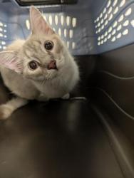 Shelter Stray Female Cat last seen JAMACA AND 13TH, 2080 S Quebec St, Denver, CO 80231, USA
