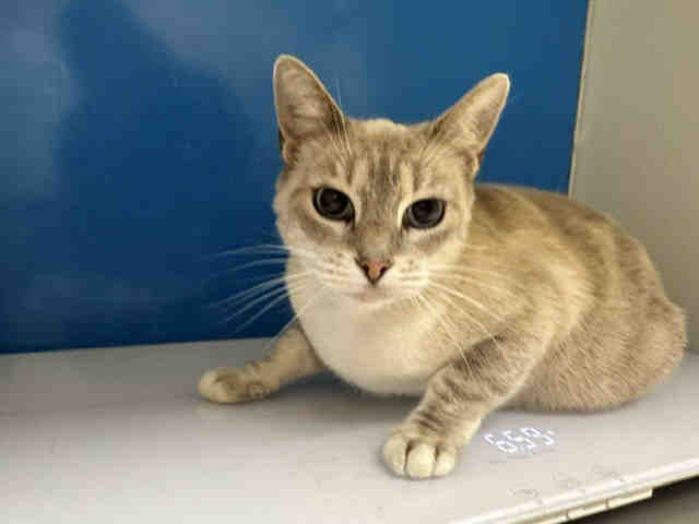 Shelter Stray Female Cat last seen , 5821 Sweetwater Rd, Bonita, CA 91902, USA