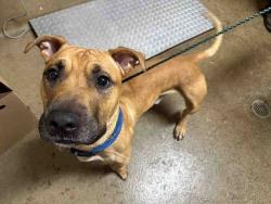Shelter Stray Male Dog last seen , 5821 Sweetwater Rd, Bonita, CA 91902, USA