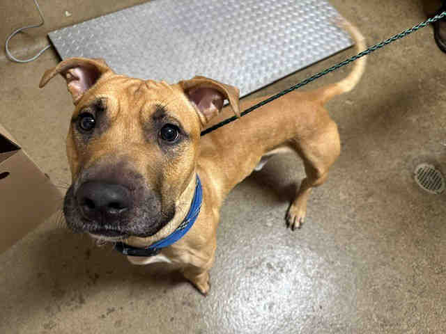 Shelter Stray Male Dog last seen , 5821 Sweetwater Rd, Bonita, CA 91902, USA