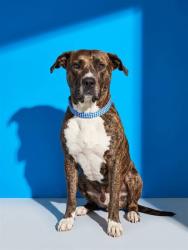Shelter Stray Male Dog last seen Near BLOCK HARBOR VIEW DR, 2020 Forest St, Jacksonville, FL 32204, USA