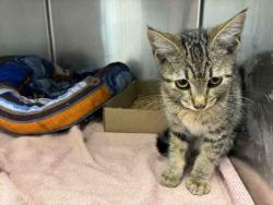 Shelter Stray Male Cat last seen , 5821 Sweetwater Rd, Bonita, CA 91902, USA