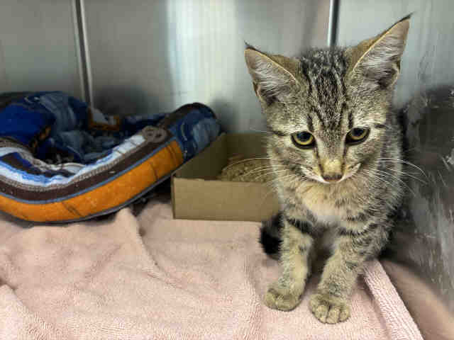Shelter Stray Male Cat last seen , 5821 Sweetwater Rd, Bonita, CA 91902, USA