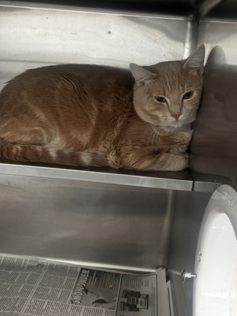 Shelter Stray Male Cat last seen , 14409 Vanowen St, Van Nuys, CA 91405, USA