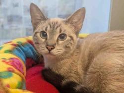 Shelter Stray Female Cat last seen HELIX ST, 5821 Sweetwater Rd, Bonita, CA 91902, USA