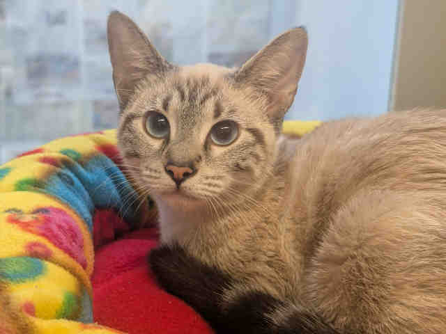 Shelter Stray Female Cat last seen HELIX ST, 5821 Sweetwater Rd, Bonita, CA 91902, USA