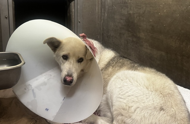 Shelter Stray Male Dog last seen , 14409 Vanowen St, Van Nuys, CA 91405, USA