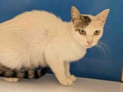 Shelter Stray Female Cat last seen , 5821 Sweetwater Rd, Bonita, CA 91902, USA