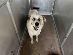 Shelter Stray Male Dog last seen Near BLOCK N LAKE WOHLFORD, 5821 Sweetwater Rd, Bonita, CA 91902, USA