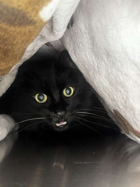Shelter Stray Male Cat last seen , 14409 Vanowen St, Van Nuys, CA 91405, USA