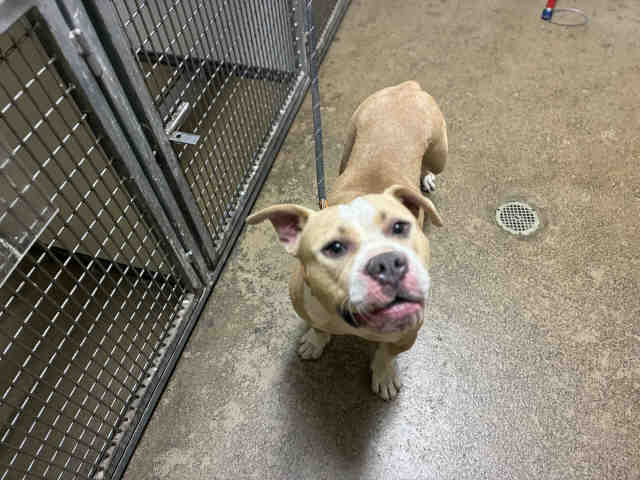 Shelter Stray Female Dog last seen LAMAR ST, 5821 Sweetwater Rd, Bonita, CA 91902, USA