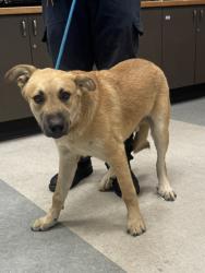 Shelter Stray Male Dog last seen , 14409 Vanowen St, Van Nuys, CA 91405, USA
