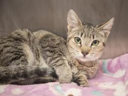 Shelter Stray Female Cat last seen 35TH AVE AND UNION HILLS, 5501 E Van Buren St, Phoenix, AZ 85008, USA