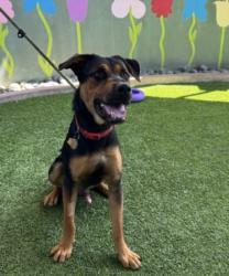 Shelter Stray Male Dog last seen , 14409 Vanowen St, Van Nuys, CA 91405, USA