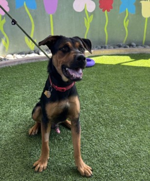 Shelter Stray Male Dog last seen , 14409 Vanowen St, Van Nuys, CA 91405, USA
