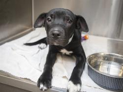 Shelter Stray Male Dog last seen EMERALD AND STEWART, 5501 E Van Buren St, Phoenix, AZ 85008, USA