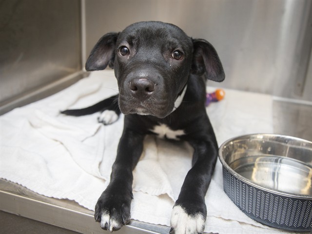 Shelter Stray Male Dog last seen EMERALD AND STEWART, 5501 E Van Buren St, Phoenix, AZ 85008, USA
