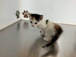 Shelter Stray Unknown Cat last seen Near BLOCK E 31ST ST S, WICHITA KS 67216, 3303 N Hillside St, Wichita, KS 67219, USA