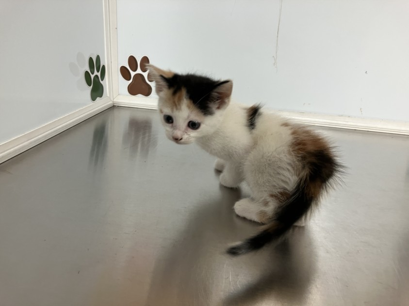 Shelter Stray Unknown Cat last seen Near BLOCK E 31ST ST S, WICHITA KS 67216, 3303 N Hillside St, Wichita, KS 67219, USA