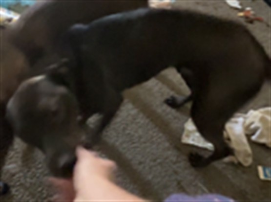 Shelter Stray Male Dog last seen Near BLOCK STRATFORD DR, OKLAHOMA CITY OK 73120, 2811 SE 29th St, Oklahoma City, OK 73129, USA