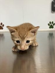 Shelter Stray Unknown Cat last seen Near BLOCK E MACARTHUR RD, WICHITA KS 67216, 3303 N Hillside St, Wichita, KS 67219, USA