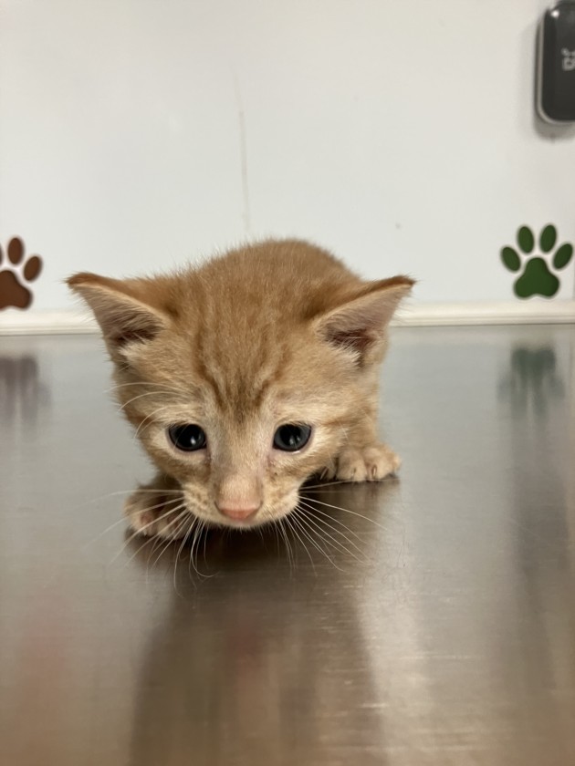 Shelter Stray Unknown Cat last seen Near BLOCK E MACARTHUR RD, WICHITA KS 67216, 3303 N Hillside St, Wichita, KS 67219, USA