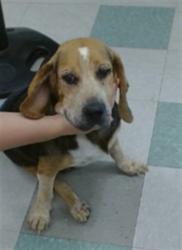Shelter Stray Male Dog last seen , 2811 SE 29th St, Oklahoma City, OK 73129, USA