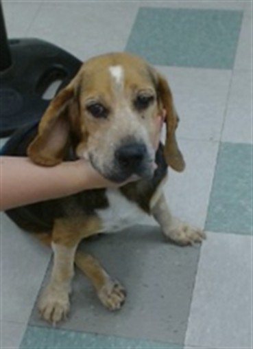 Shelter Stray Male Dog last seen , 2811 SE 29th St, Oklahoma City, OK 73129, USA