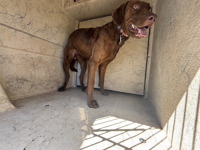 Shelter Stray Male Dog last seen Near BLOCK NW 10TH ST, YUKON OK 73099, 2811 SE 29th St, Oklahoma City, OK 73129, USA
