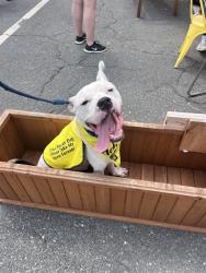 Shelter Stray Male Dog last seen CHARLOTTE, 8315 Byrum Dr, Charlotte, NC 28217, USA