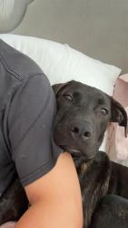 Shelter Stray Male Dog last seen CHARLOTTE, 8315 Byrum Dr, Charlotte, NC 28217, USA