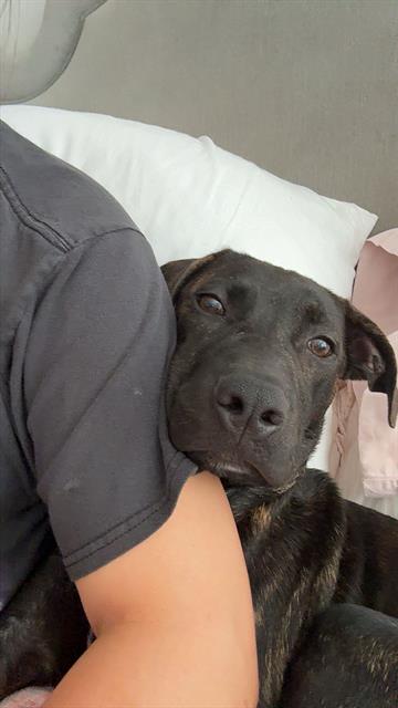 Shelter Stray Male Dog last seen CHARLOTTE, 8315 Byrum Dr, Charlotte, NC 28217, USA
