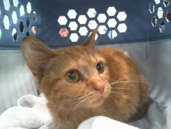 Shelter Stray Female Cat last seen CHARLOTTE, 8315 Byrum Dr, Charlotte, NC 28217, USA
