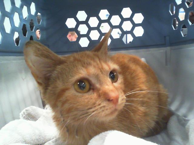 Shelter Stray Female Cat last seen CHARLOTTE, 8315 Byrum Dr, Charlotte, NC 28217, USA