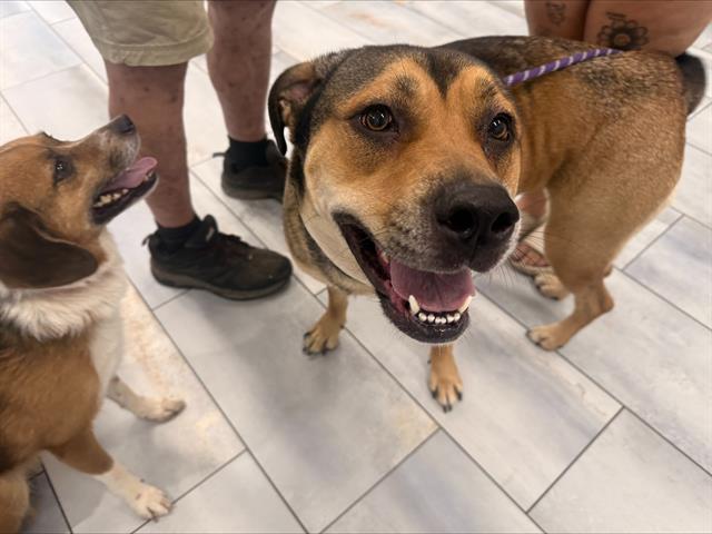 Shelter Stray Female Dog last seen CHARLOTTE, 8315 Byrum Dr, Charlotte, NC 28217, USA