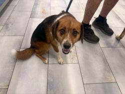 Shelter Stray Male Dog last seen CHARLOTTE, 8315 Byrum Dr, Charlotte, NC 28217, USA