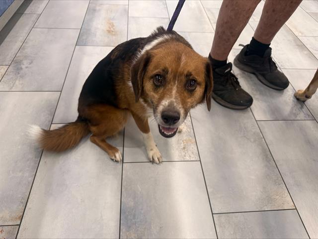 Shelter Stray Male Dog last seen CHARLOTTE, 8315 Byrum Dr, Charlotte, NC 28217, USA